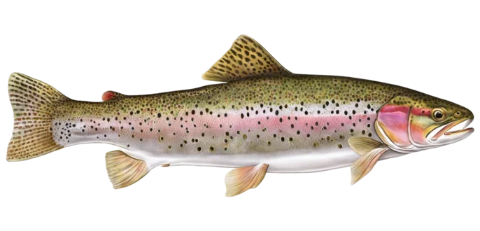 Rainbow Trout