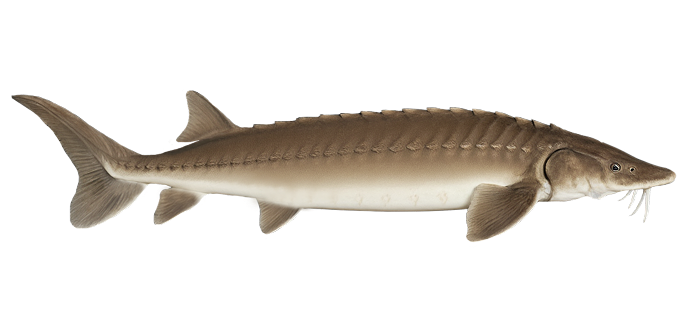 Lake sturgeon
