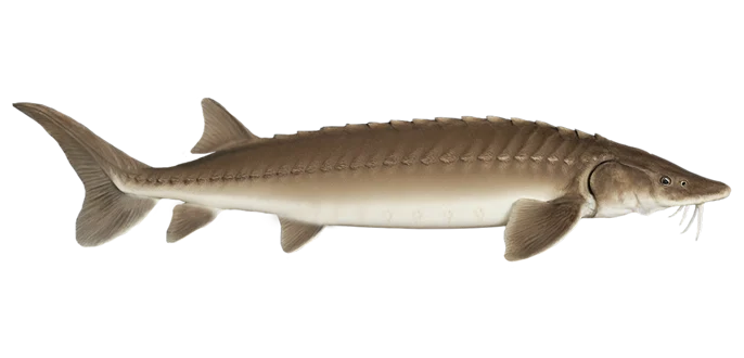 Lake sturgeon
