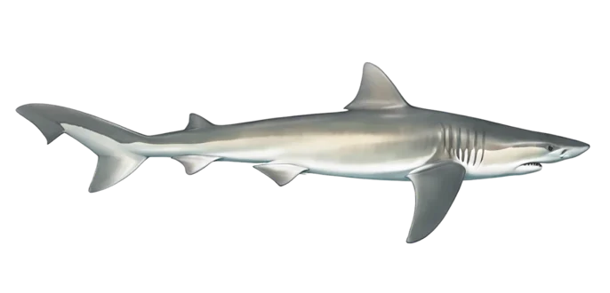 Tope Shark