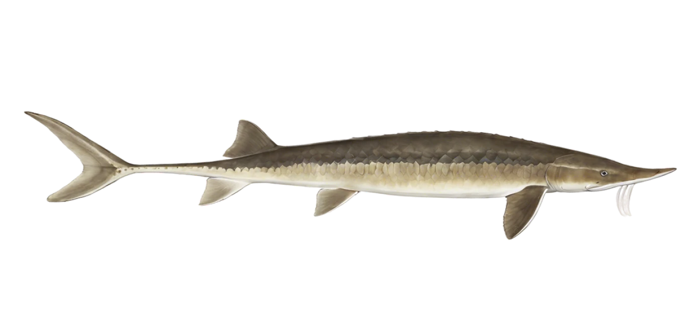 Shovelnose Sturgeon