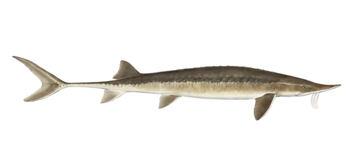 Shovelnose Sturgeon