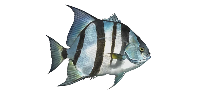 Atlantic Spadefish