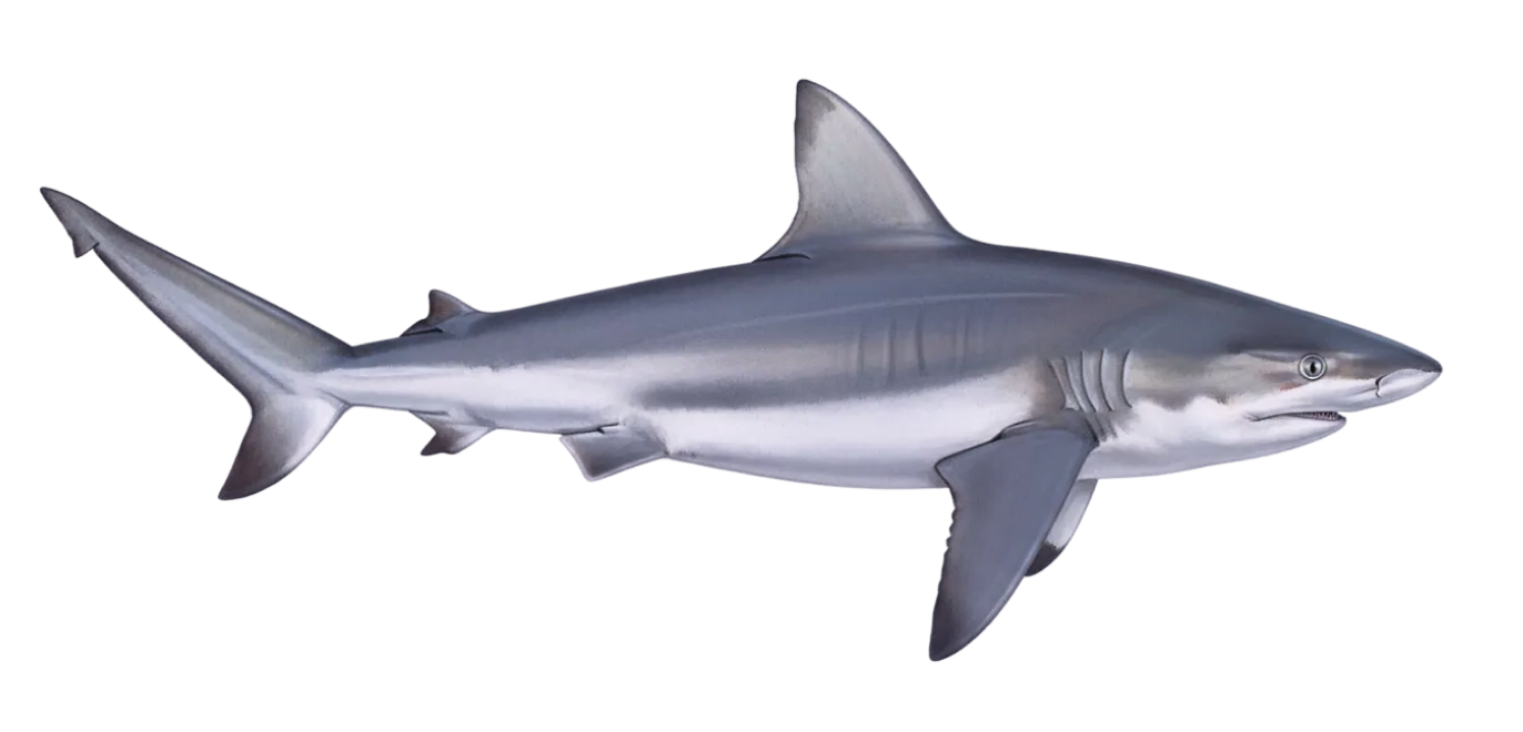 Sandbar shark