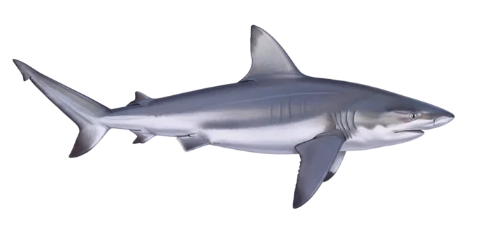 Sandbar shark