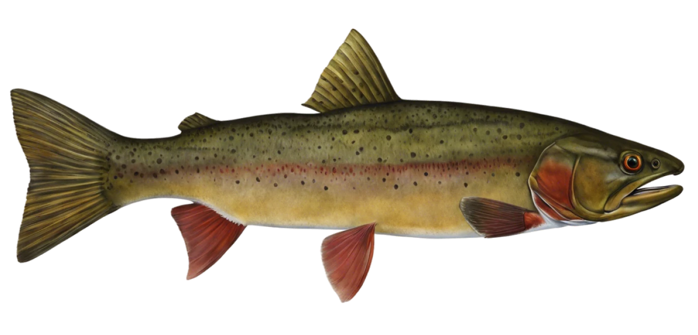 Yellowstone Cutthroat