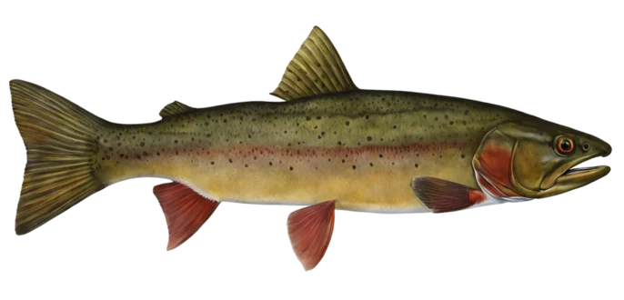 Yellowstone Cutthroat