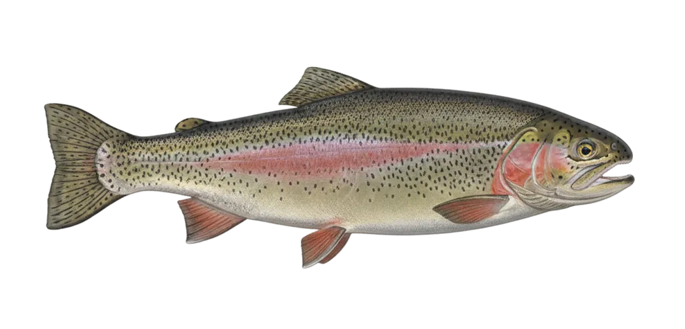 Lahontan cutthroat trout