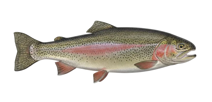 Lahontan cutthroat trout