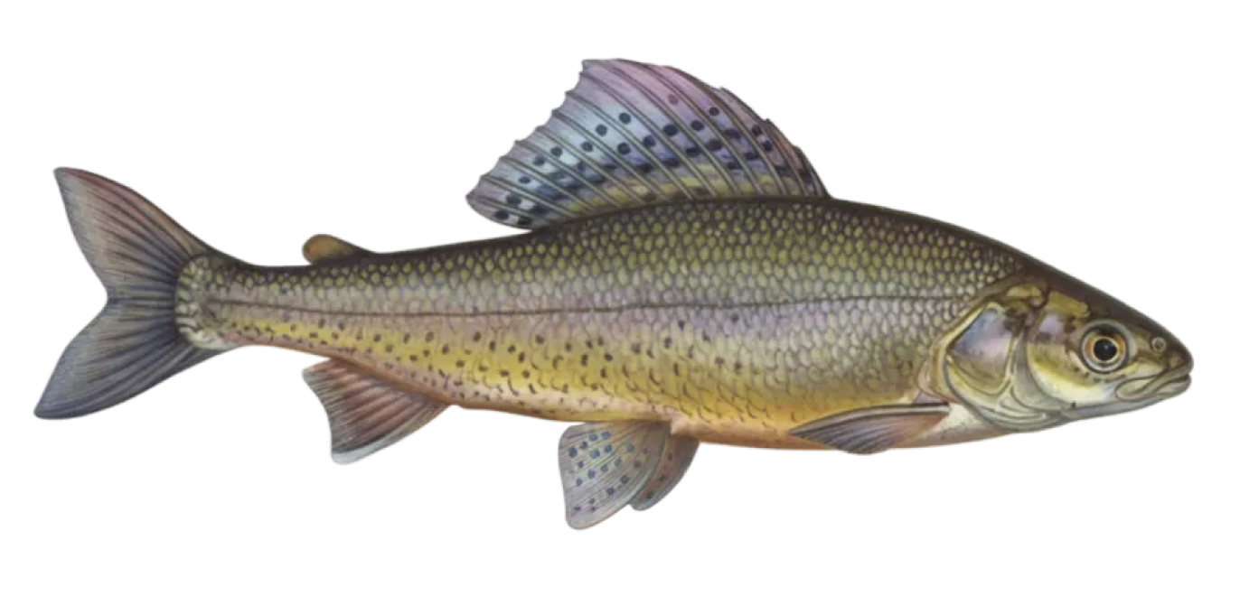 European grayling