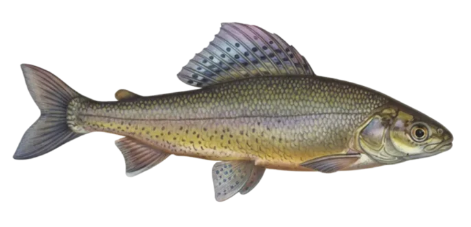 European grayling