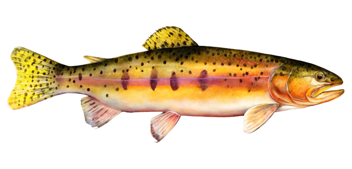 Golden Trout