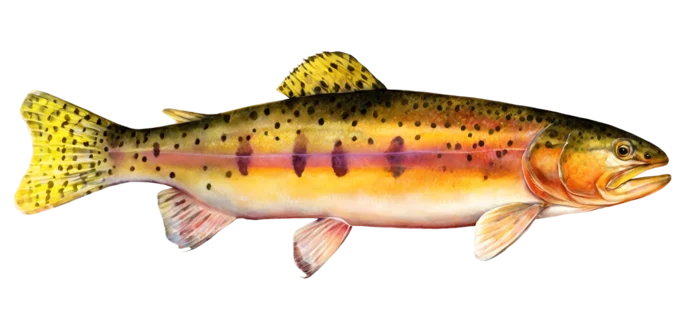 Golden Trout