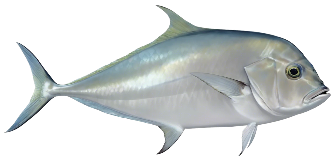 African Pompano
