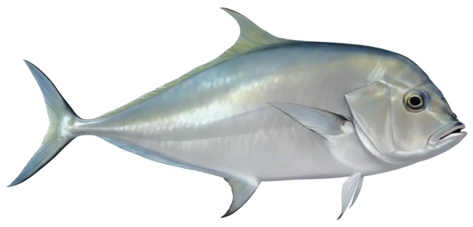 African Pompano