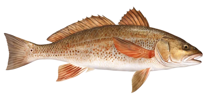 Red Drum