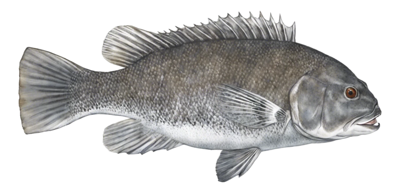 Tautog