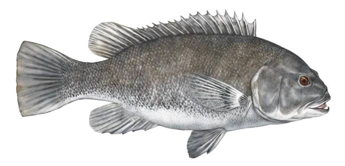 Tautog