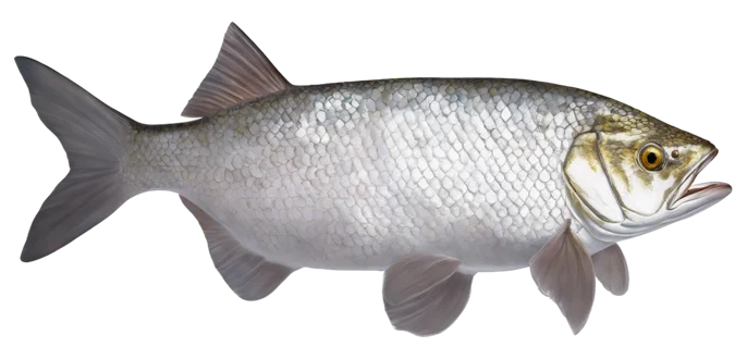 Goldeye