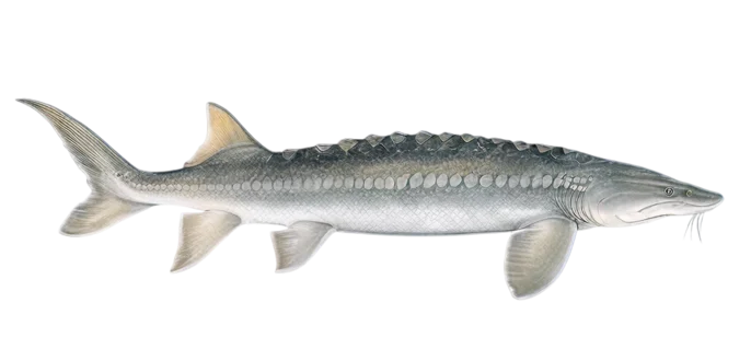 White sturgeon