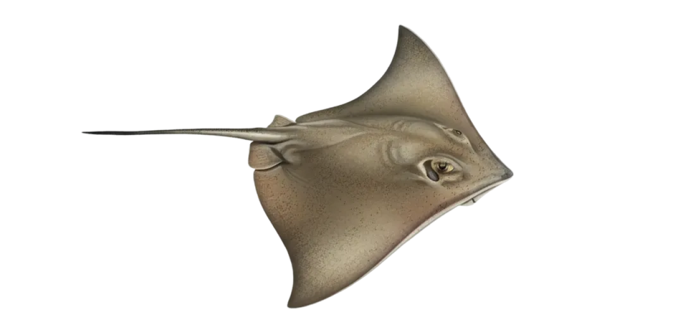 Atlantic stingray