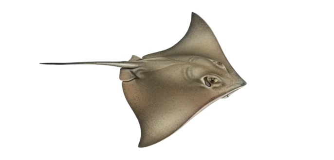 Atlantic stingray