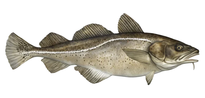 Atlantic Cod