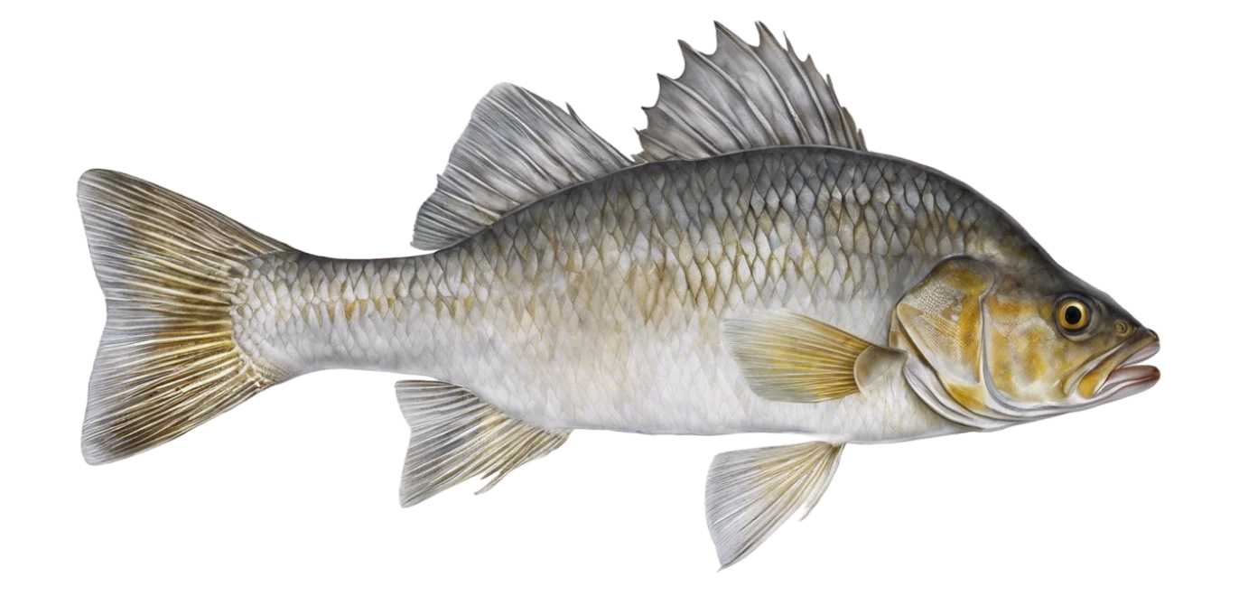 White Perch