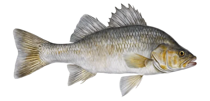 White Perch
