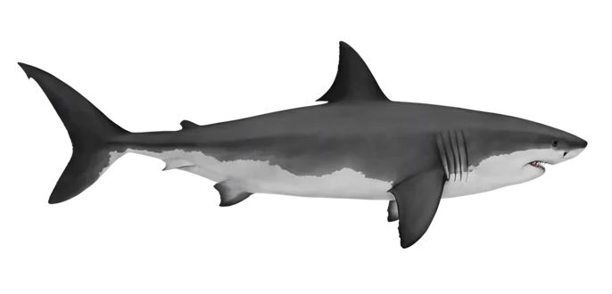White Shark