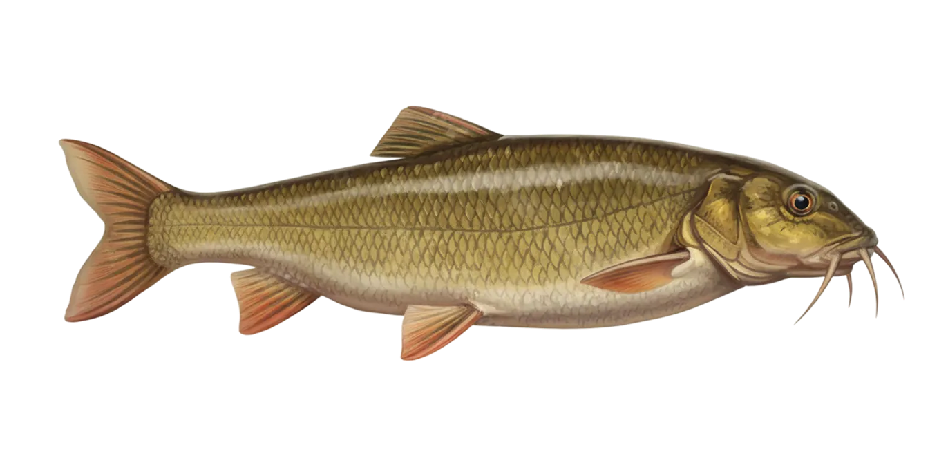 Barbel