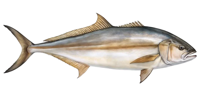 Greater Amberjack