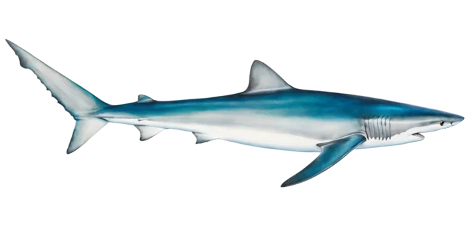 Blue Shark
