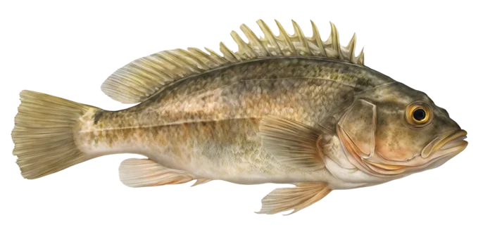 Grass Rockfish