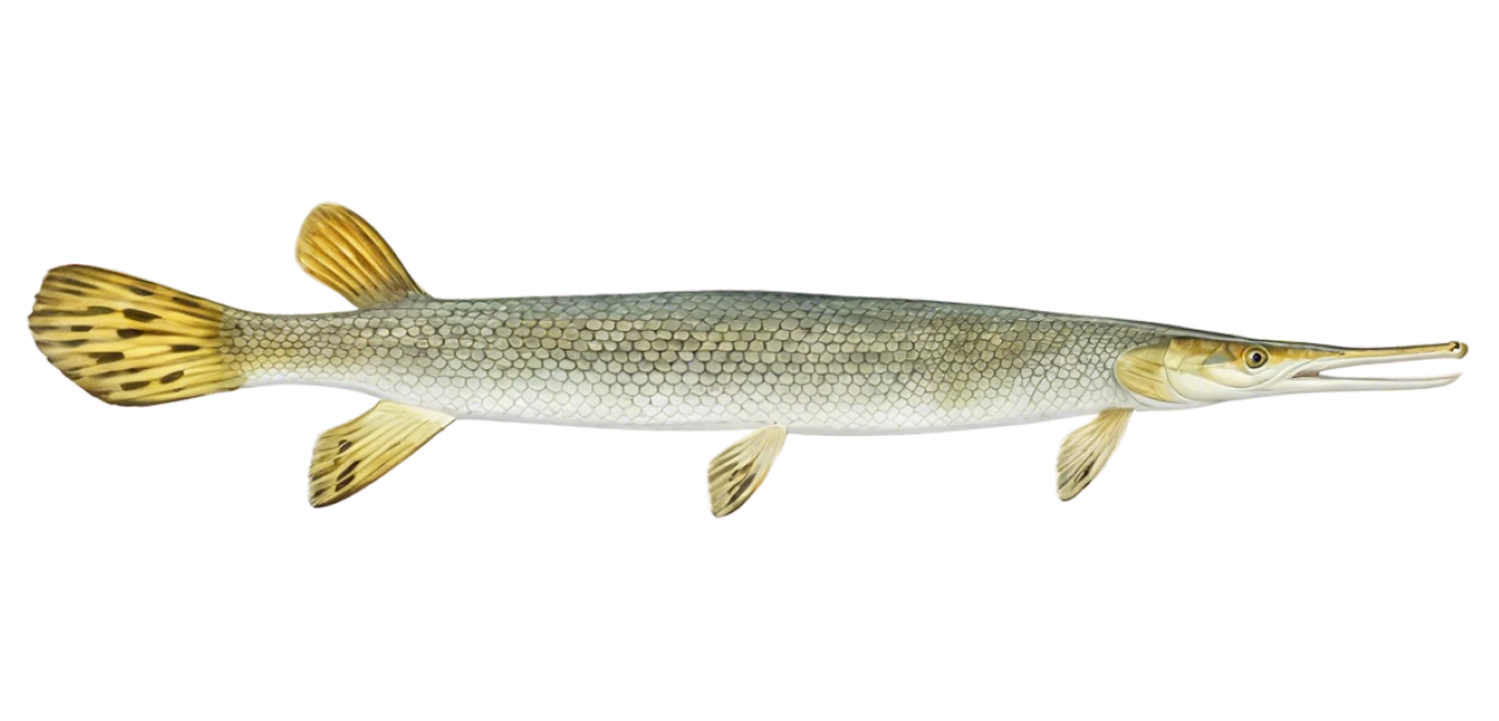 Shortnose Gar