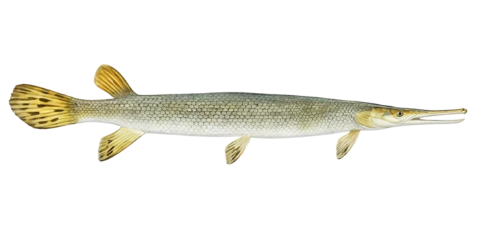 Shortnose Gar