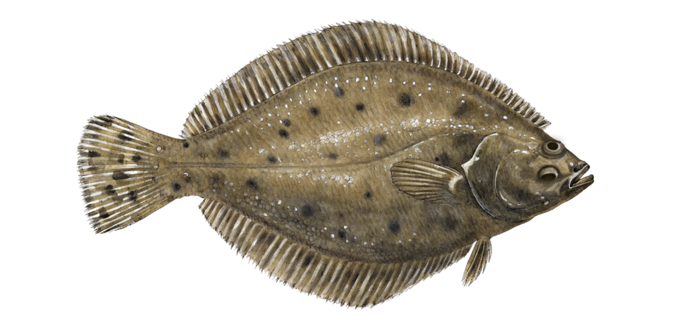 Summer flounder