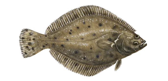Summer flounder