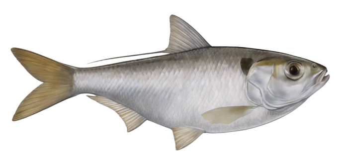 Threadfin Shad
