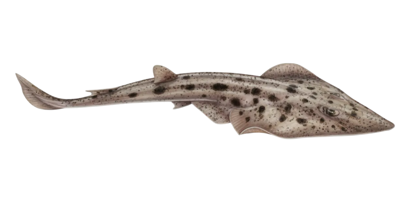 Pacific shovelnose guitarfish