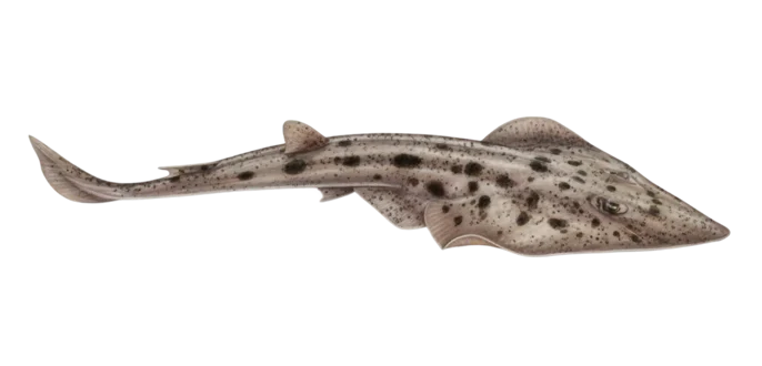 Pacific shovelnose guitarfish