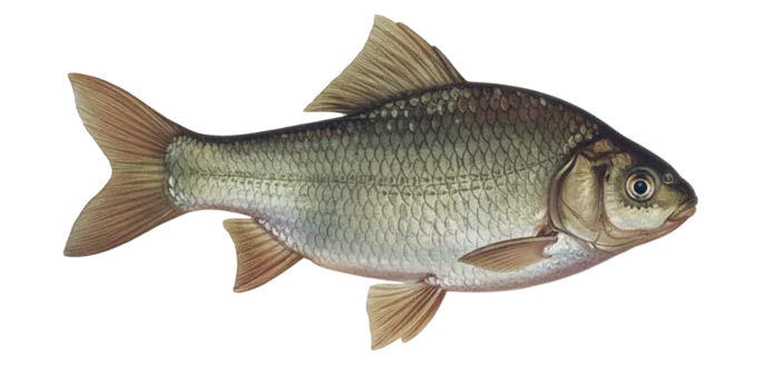 Crucian carp