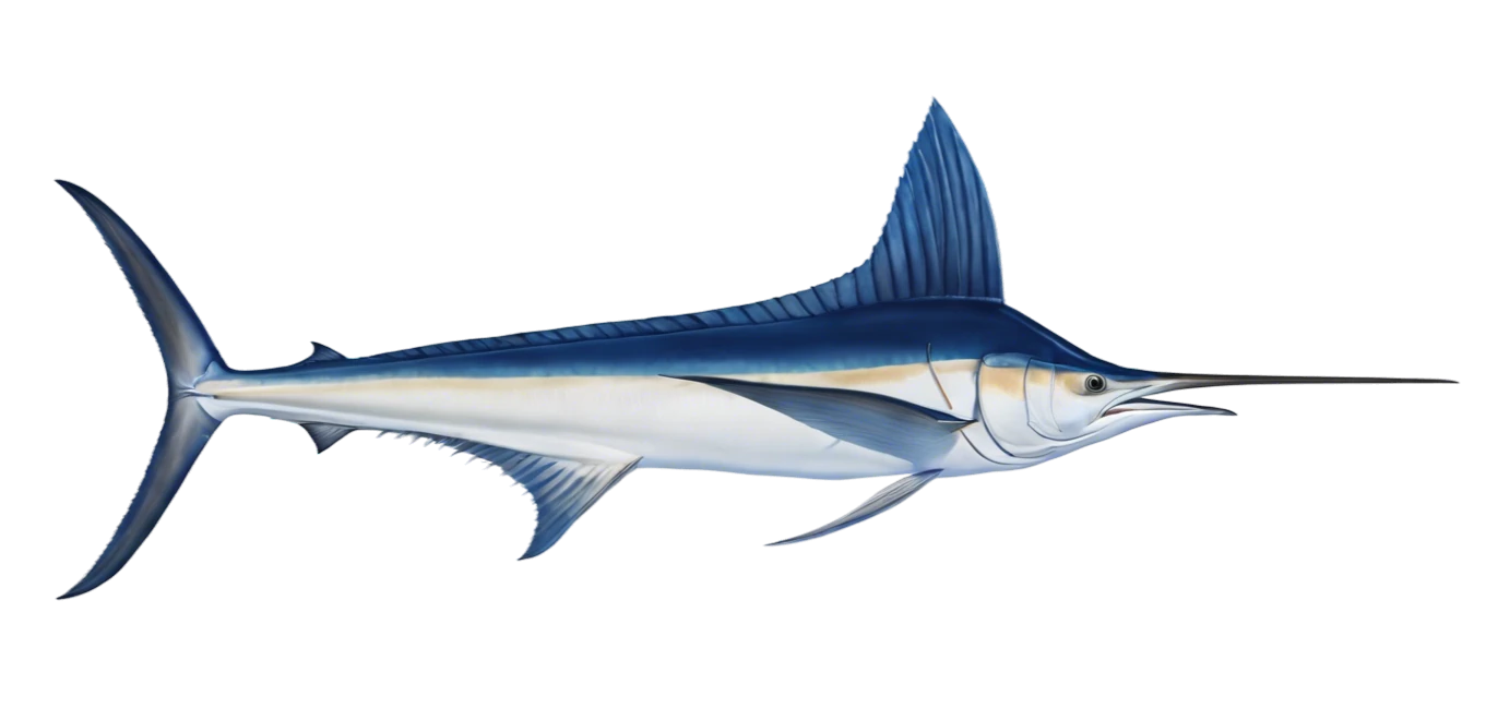 White Marlin