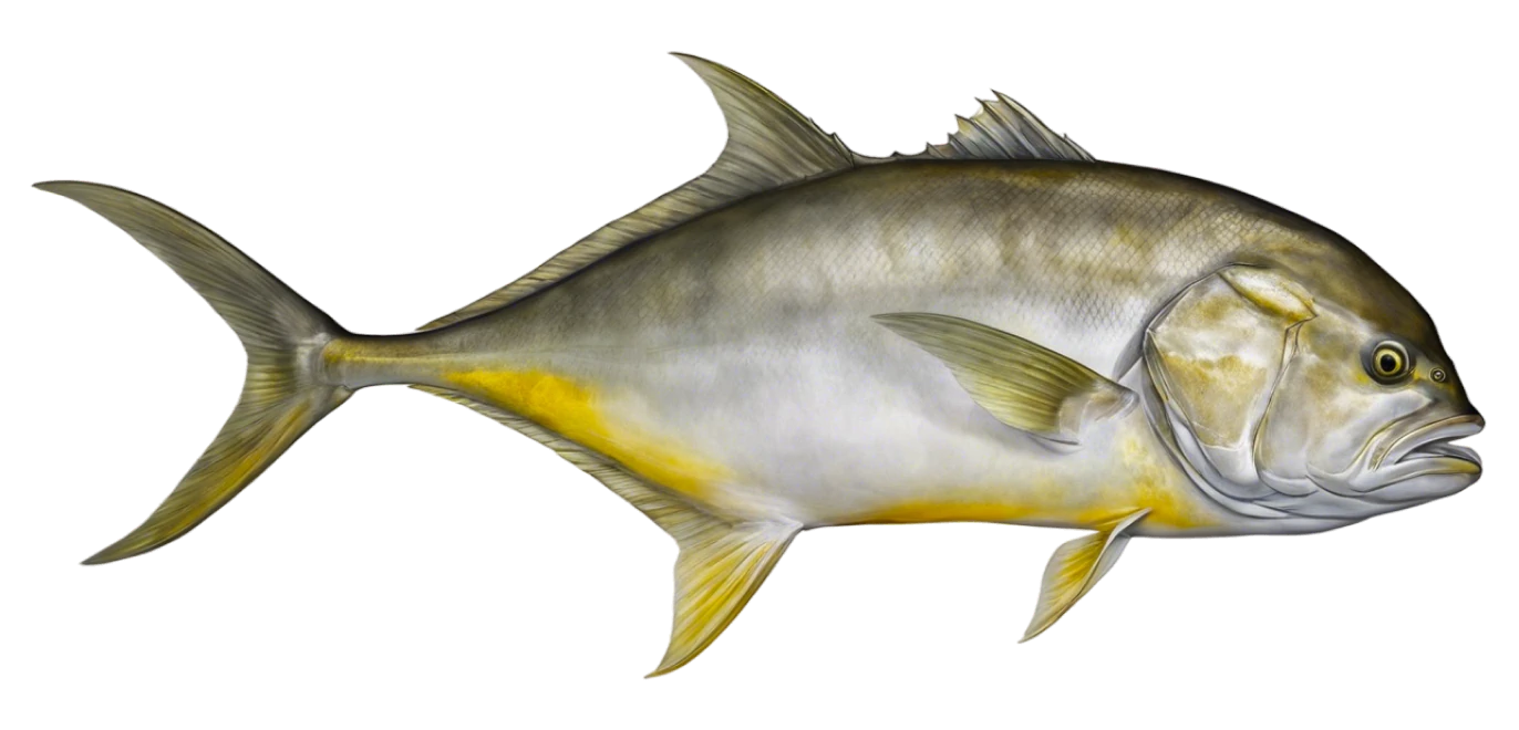 Pacific Crevalle Jack