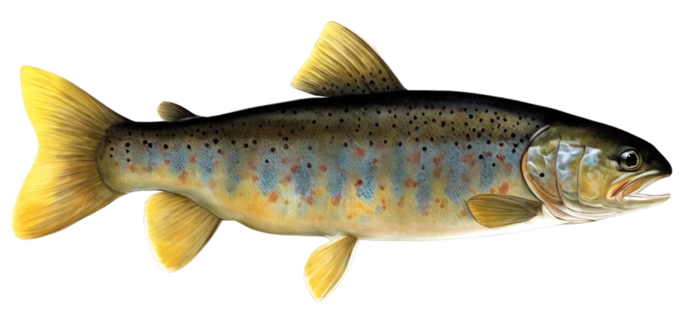 Mediterranean Trout