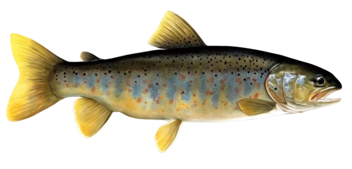 Mediterranean Trout