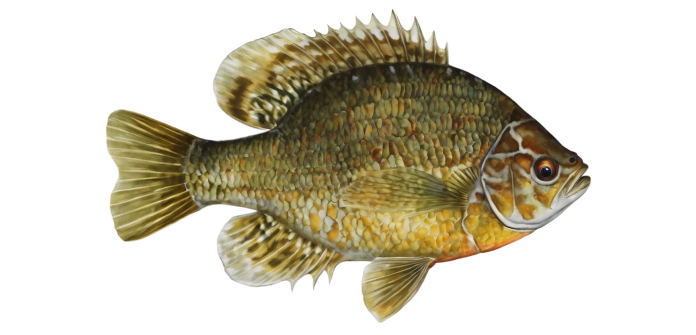 Pumpkinseed