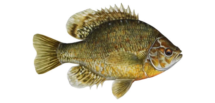 Pumpkinseed