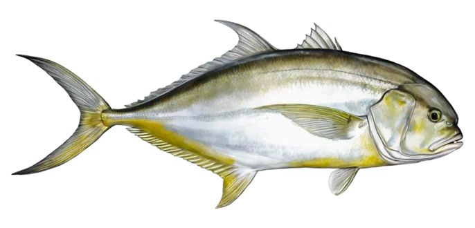 Crevalle Jack