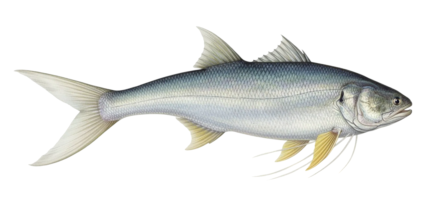 King threadfin